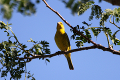 WL_6767