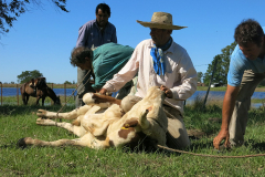 GAU_5358