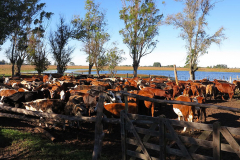 GAU_6854