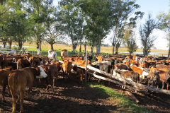 GAU_6855